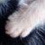 Kittens 305 thumbnail