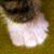 Kittens 304 thumbnail