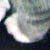 Kittens 303 thumbnail