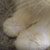 Kittens 302 thumbnail