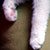 Kittens 210 thumbnail