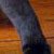 Kittens 209 thumbnail