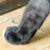 Kittens 207 thumbnail