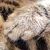 Kittens 204 thumbnail