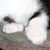 Kittens 203 thumbnail