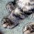 Kittens 202 thumbnail