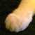 Kittens 106 thumbnail