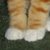 Kittens 105 thumbnail
