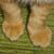 Kittens 104 thumbnail