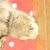 Kittens 103 thumbnail