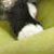 Kittens 102 thumbnail
