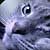 Frankenkittie Smoggy thumbnail