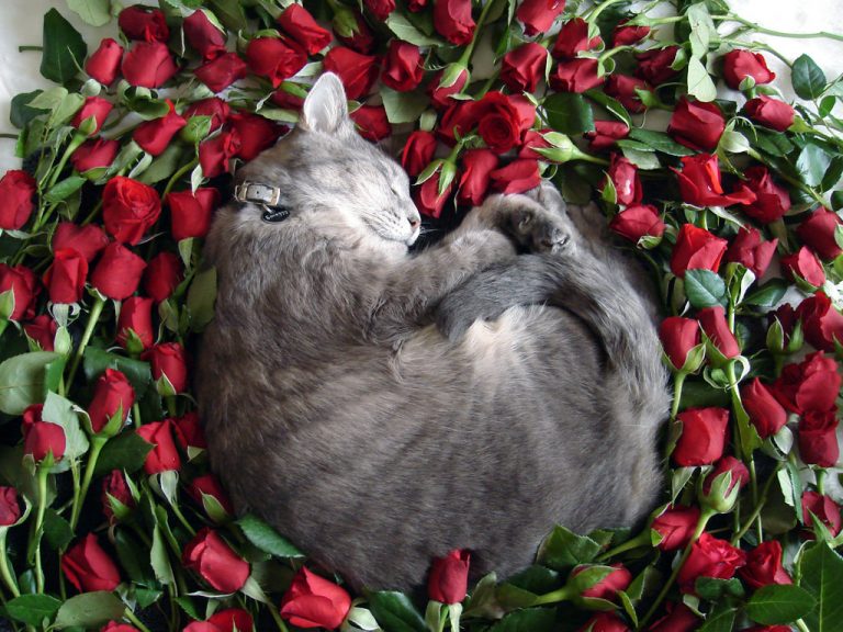 Smoggy laying on a bed of red roses