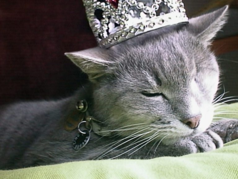 Smoggy's 17th birthday portrait