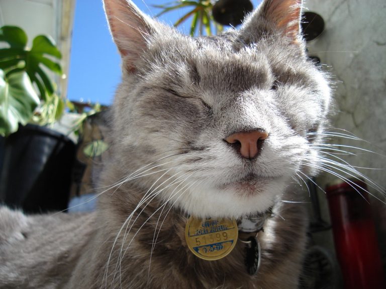 Smoggy enjoying a sunny day out on the balcony