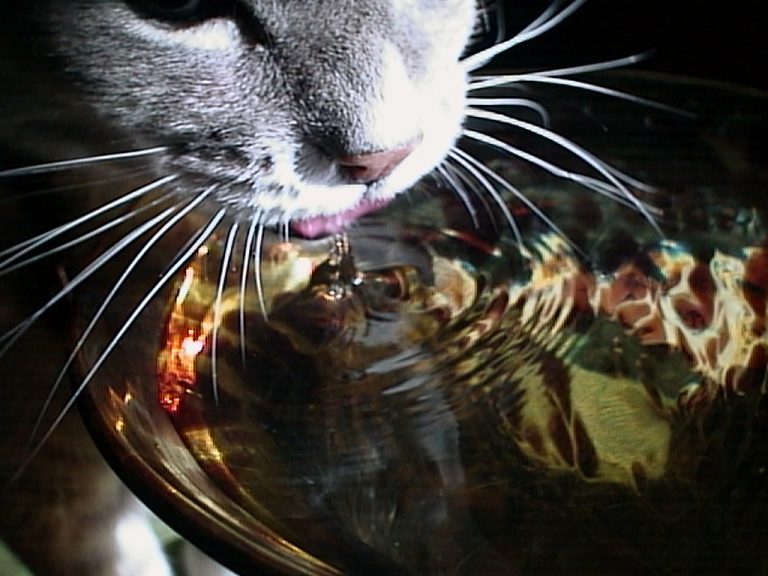 Smoggy drinking from a vase of water