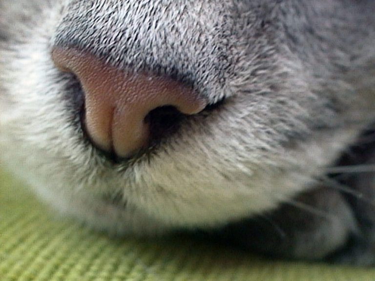 Extreme close-up of Smoggy's nose