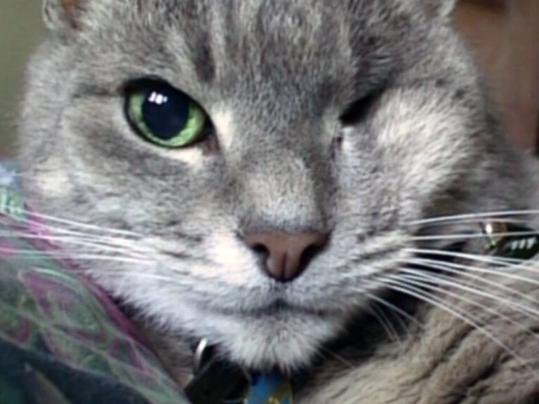 Front on close-up photo of Smoggy