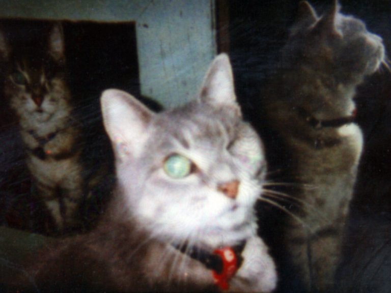 Three images of Smoggy, the real one, a photo and a reflection