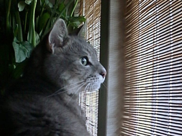 Smoggy looking out the window and pondering what's next?