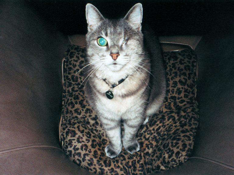 Smoggy looking beautiful after his ordeal