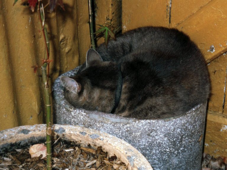 Smoggy squeezed into a pot around my Japanese maple tree