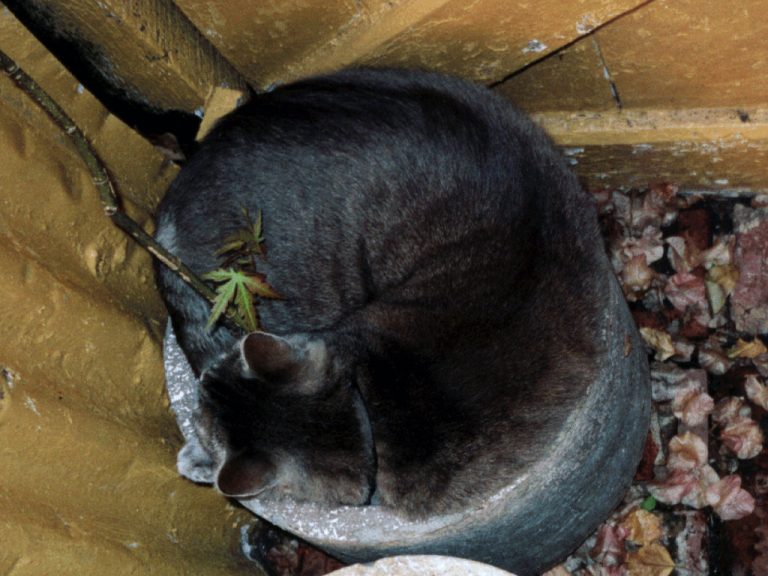 Looking overhead of Smoggy squeezed into a pot around my Japanese maple tree