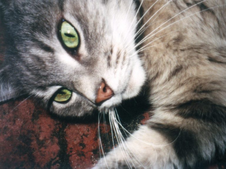 Smoggy outside lying on ground in the sunshine and his pupils are really thin