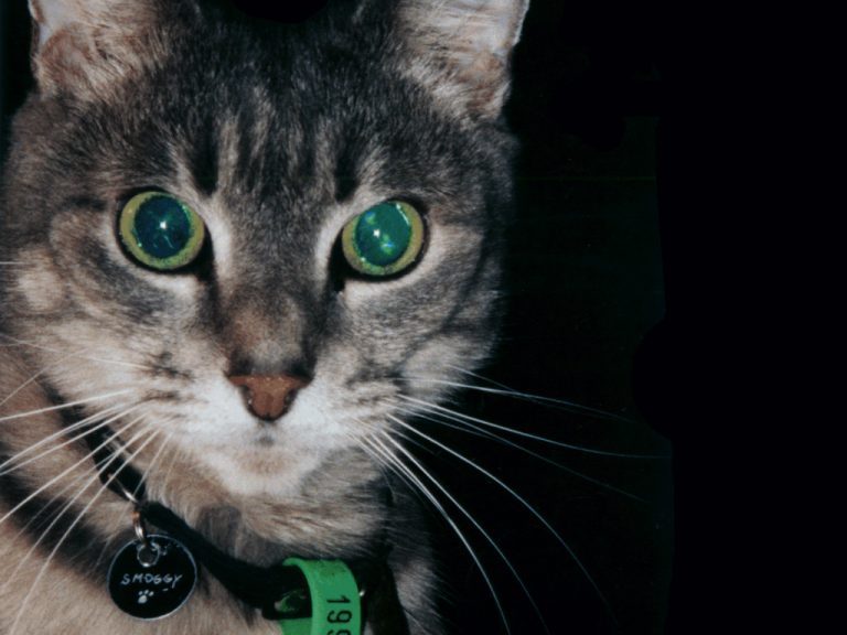 Smoggy portrait although you can't see his collar