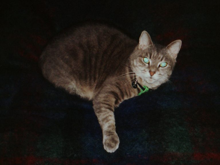 Smoggy and his rug obsession