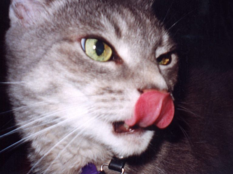 A magnificent pink tongue licking his nose