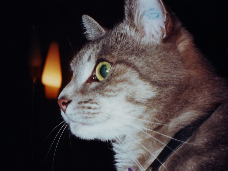 Profile of Smoggy with a lamp in the background