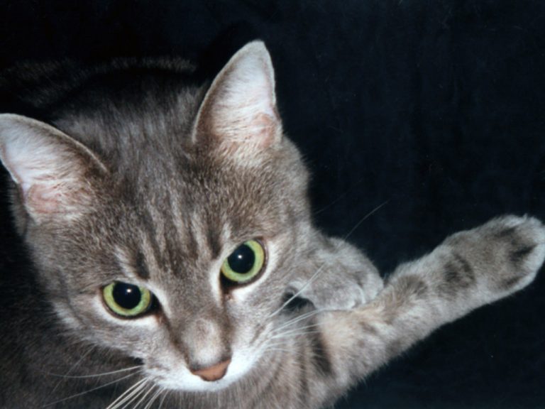 Smoggy saying: you are taking another photo?