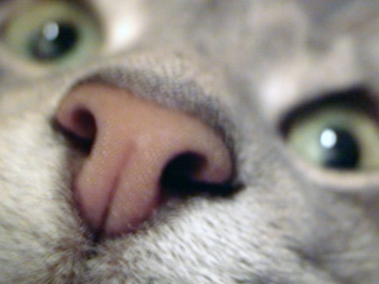 The first of many photos: a close up of Smoggy's nose