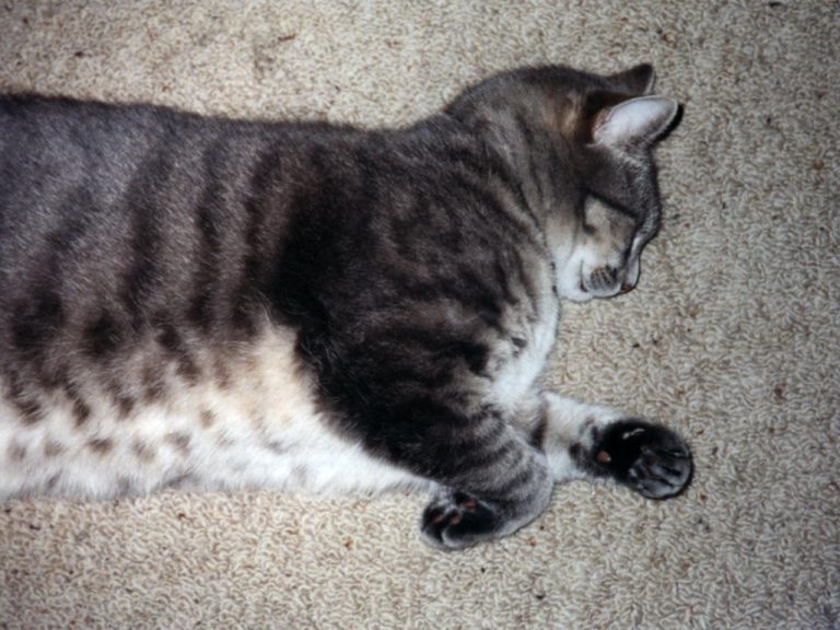 Smoggy looks like he is sleep walking