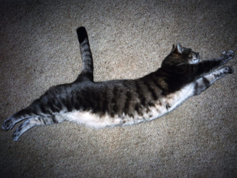 Smoggy always enjoyed a good stretch