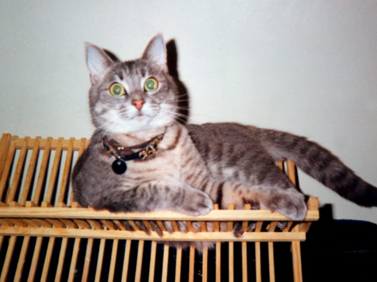 One fat cat squeezed on a dish rack