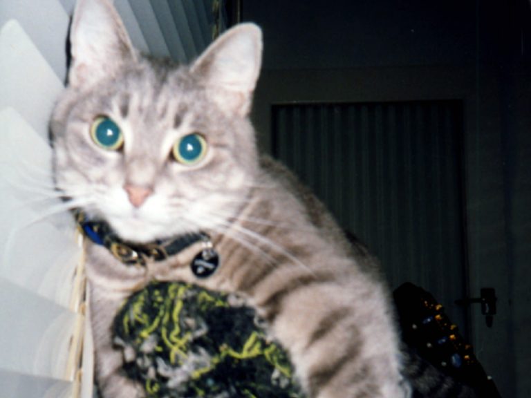 Smoggy’s second favourite spot to hang out was a chair