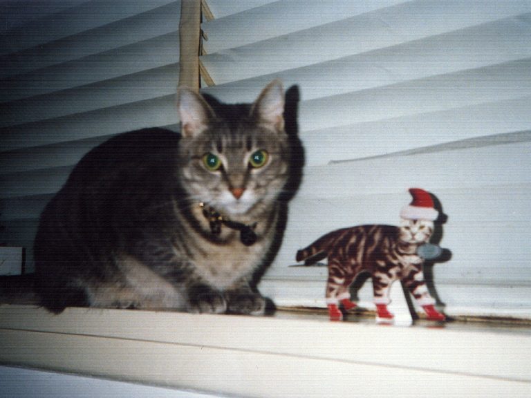 Smoggy’s second christmas, seen here with a santa cat cut out card