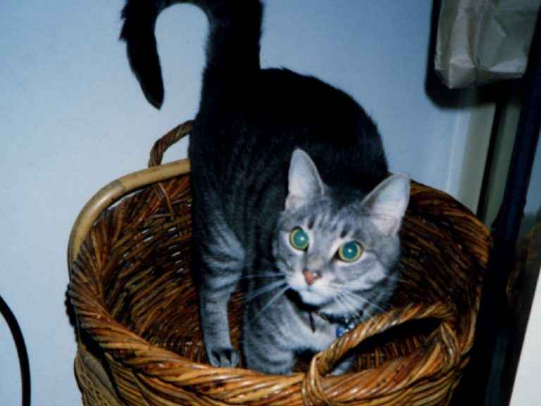 Smoggy in a basket