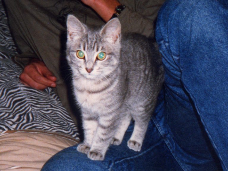 Welcome little tiny Smoggy into my world