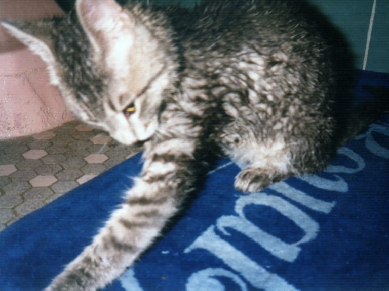 Smoggy’s first and last bath