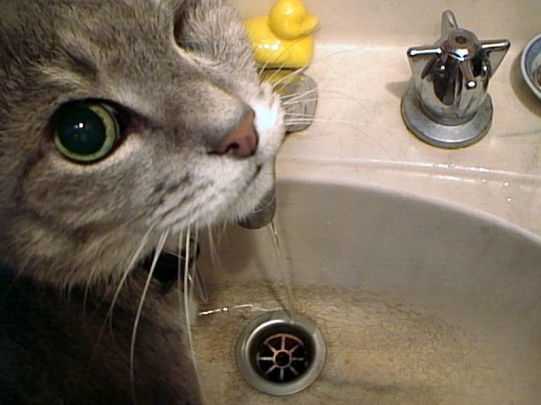 Smoggy drinking from the tap in 2014